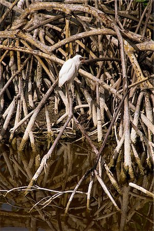 Oiseau perché dans les mangroves, Jamaïque, Antilles, Caraïbes, Amérique centrale Photographie de stock - Rights-Managed, Code: 841-02824955