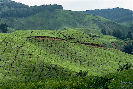 simsearch:841-03870221,k - Tee-Land, Cameron Highlands, Malaysia, Südostasien, Asien Stockbilder - Lizenzpflichtiges, Bildnummer: 841-02825049