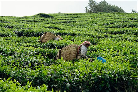 plucking - Tea picking, Cameron Highlands, Malaysia, Southeast Asia, Asia Stock Photo - Rights-Managed, Code: 841-02825043