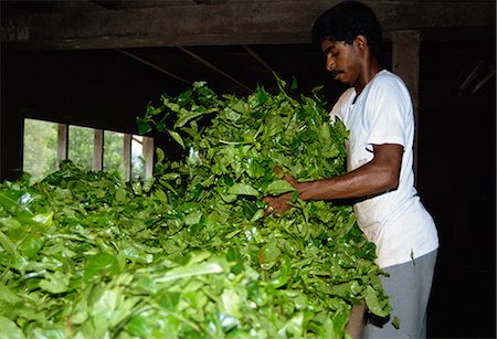 Tea production, Cameron Highlands, Malaysia, Southeast Asia, Asia Fotografie stock - Rights-Managed, Codice: 841-02825056