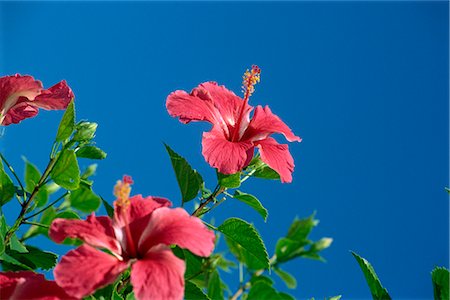 Pink hibiscus flowers, Bermuda, Central America Foto de stock - Direito Controlado, Número: 841-02825161