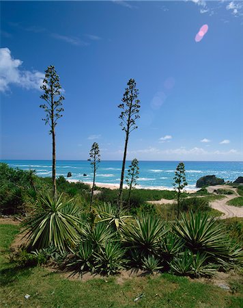 Côte sud, Mid-Atlantic des Bermudes, l'Amérique centrale, Photographie de stock - Rights-Managed, Code: 841-02825192