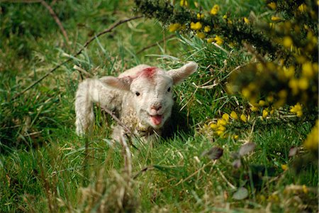 devonshire england - Lamb, Devon, England, United Kingdom, Europe Stock Photo - Rights-Managed, Code: 841-02825259