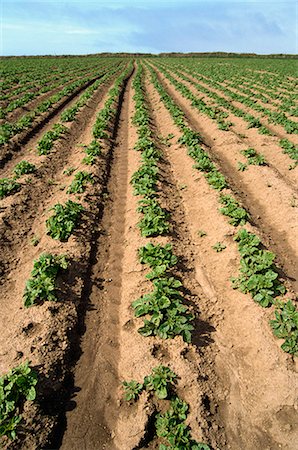 potato field - Potato field, Cornwall, England, United Kingdom, Europe Stock Photo - Rights-Managed, Code: 841-02825267