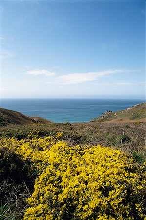 stechginster - Logan Rock, Cornwall, England, Vereinigtes Königreich, Europa Stockbilder - Lizenzpflichtiges, Bildnummer: 841-02825273