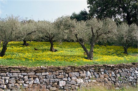 Olive trees with wild flowers beneath, Crete, Greek Islands, Greece, Europe Stock Photo - Rights-Managed, Code: 841-02825371