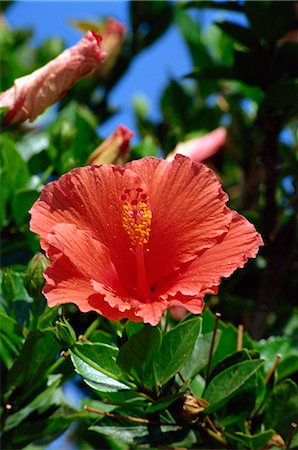 Fleur d'hibiscus, Hotel Tecini, Santiago, La Gomera, îles Canaries, Atlantique, Espagne, Afrique Photographie de stock - Rights-Managed, Code: 841-02825468