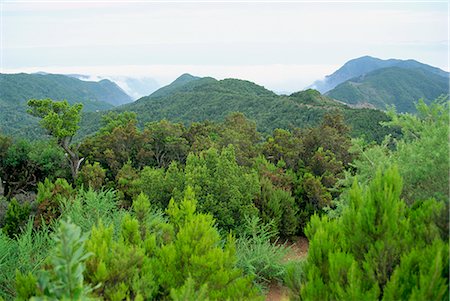 Parc national de Garajonay, patrimoine mondial de l'UNESCO, La Gomera, Iles Canaries, Espagne, Atlantique, Europe Photographie de stock - Rights-Managed, Code: 841-02825517