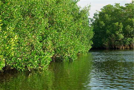 Caroni Mangrove Swamp and Nature Reserve, Trinidad, West Indies, Caribbean, Central America Stock Photo - Rights-Managed, Code: 841-02825548