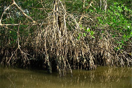 Caroni Mangrove Swamp and Nature Reserve, Trinidad, West Indies, Caribbean, Central America Foto de stock - Con derechos protegidos, Código: 841-02825559