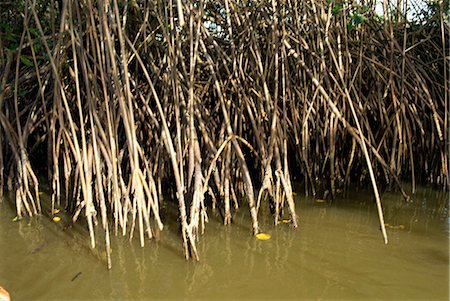 Caroni Mangrove Swamp et réserve naturelle, Trinité, Antilles, Caraïbes, Amérique centrale Photographie de stock - Rights-Managed, Code: 841-02825560