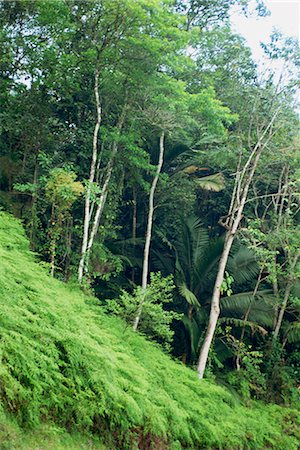 Rainforest, Tobago, West Indies, Caribbean, Central America Stock Photo - Rights-Managed, Code: 841-02825588