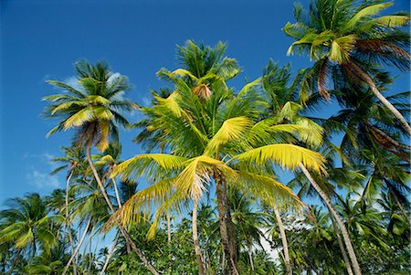 pigeon point - Pigeon Point, Tobago, West Indies, Caribbean, Central America Foto de stock - Con derechos protegidos, Código: 841-02825612