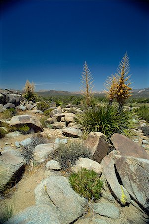 simsearch:841-03066223,k - Joshua Tree National Monument, California, United States of America, North America Foto de stock - Con derechos protegidos, Código: 841-02825705