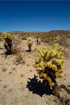 simsearch:841-03064933,k - Joshua Tree National Monument, California, United States of America, North America Stock Photo - Rights-Managed, Code: 841-02825707