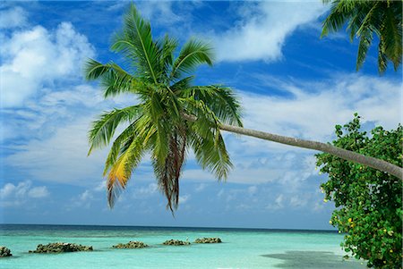 simsearch:841-02825847,k - Palm tree on the tropical island of Nakatchafushi in the Maldive Islands, Indian Ocean, Asia Fotografie stock - Rights-Managed, Codice: 841-02825765