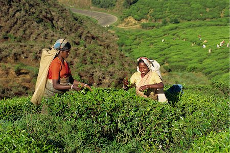 Tea plucking, Nuwara Eliya area, Sri Lanka, Asia Stock Photo - Rights-Managed, Code: 841-02825830