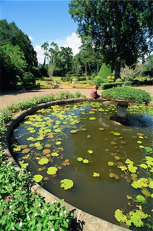 simsearch:841-06344483,k - Botanical Gardens, Peradeniya, Kandy, Sri Lanka, Asia Stock Photo - Rights-Managed, Code: 841-02825848