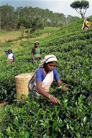 Tea plucking, Nuwara Eliya area, Sri Lanka, Asia Foto de stock - Con derechos protegidos, Código: 841-02825861