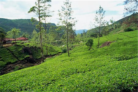 simsearch:841-03870216,k - Plantations de thé, Nuwara Eliya zone, Sri Lanka, Asie Photographie de stock - Rights-Managed, Code: 841-02825874