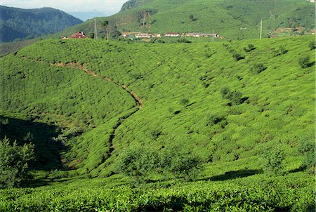 simsearch:841-03489700,k - Plantations de thé, Nuwara Eliya zone, Sri Lanka, Asie Photographie de stock - Rights-Managed, Code: 841-02825870