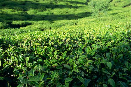 Tea plantation, Nuwara Eliya area, Sri Lanka, Asia Fotografie stock - Rights-Managed, Codice: 841-02825871