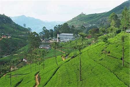 Tea plantations, Nuwara Eliya area, Sri Lanka, Asia Stock Photo - Rights-Managed, Code: 841-02825873