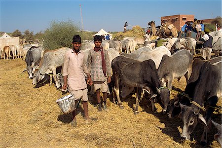 simsearch:841-02900445,k - Cattle fair near Dechhu, north of Jodhpur, Rajasthan state, India, Asia Foto de stock - Con derechos protegidos, Código: 841-02826237