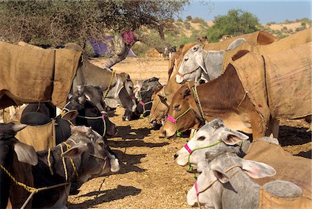 Cattle fair near Dechhu, north of Jodhpur, Rajasthan state, India, Asia Stock Photo - Rights-Managed, Code: 841-02826240