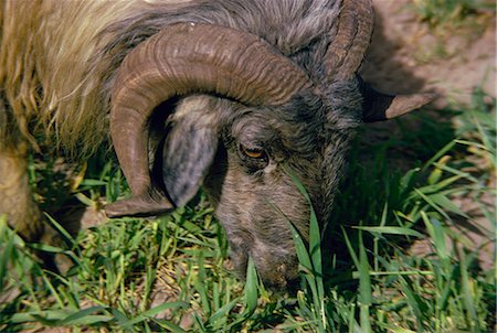 Goat, Iran, Middle East Stock Photo - Rights-Managed, Code: 841-02830828