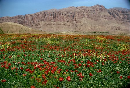 poppi castle - Fleurs sauvages près de Shiraz, Iran, Moyen-Orient Photographie de stock - Rights-Managed, Code: 841-02830829