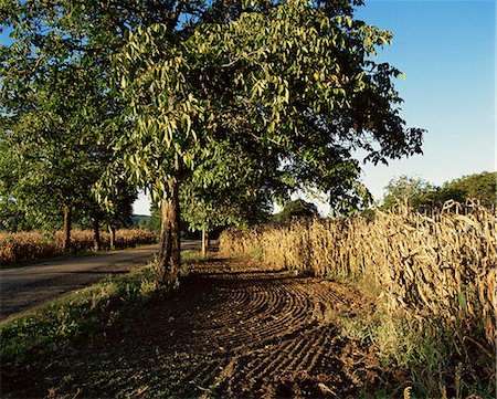 simsearch:841-02915114,k - Noyer arbre et maïs, Dordogne, Aquitaine, France, Europe Photographie de stock - Rights-Managed, Code: 841-02831105