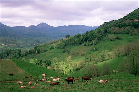 Salers cows in pastures, Cantal mountains, Auvergne, France, Europe Stock Photo - Rights-Managed, Code: 841-02831122