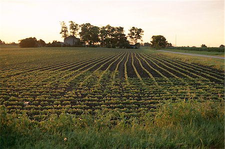 Soy bean field, Hudson, Illinois, Midwest, United States of America (U.S.A.), North America Fotografie stock - Rights-Managed, Codice: 841-02831259
