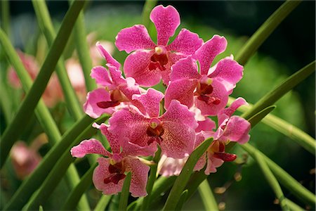 Pink orchid flowers in the orchid garden at Sentosa, Singapore, Southeast Asia, Asia Foto de stock - Con derechos protegidos, Código: 841-02831279