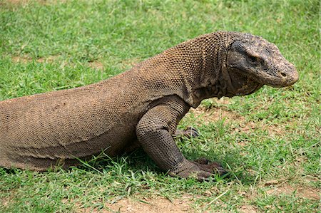 Komodo Dragon, Komodo Island, Indonesia, Southeast Asia, Asia Stock Photo - Rights-Managed, Code: 841-02831328