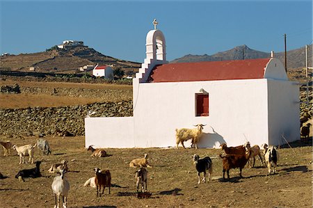 simsearch:841-02831192,k - Ziegen vor der ländlichen Kapelle auf Mykonos, Kykladen, griechische Inseln, Griechenland, Europa Stockbilder - Lizenzpflichtiges, Bildnummer: 841-02831384