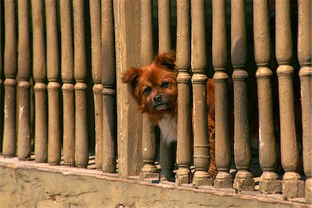 Small dog peeping out, Campo, Leon, Spain, Europe Foto de stock - Con derechos protegidos, Código: 841-02831414