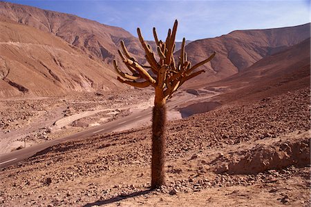 simsearch:841-03676089,k - Candleholder cactus, Lluta Valley, Norte Grande, Chile, South America Fotografie stock - Rights-Managed, Codice: 841-02831612