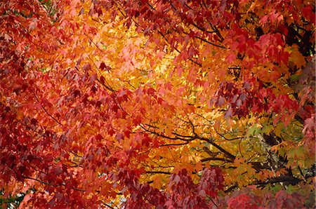 Maple tree's fall foliage, Canada, North America Stock Photo - Rights-Managed, Code: 841-02832117