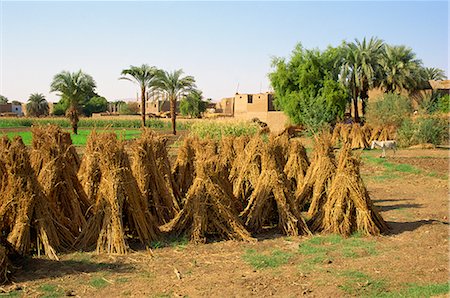 Sheaves of grain after harvest on farm at Luxor, Egypt, North Africa, Africa Stock Photo - Rights-Managed, Code: 841-02832156