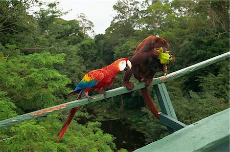 Macaw and monkey compete for fruit, Amazon area, Brazil, South America Foto de stock - Con derechos protegidos, Código: 841-02832246