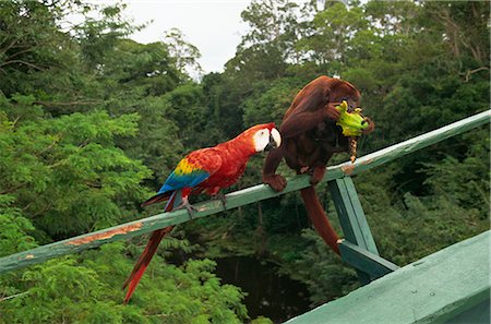 simsearch:841-03676089,k - Macaw and monkey compete for fruit, Amazon area, Brazil, South America Fotografie stock - Rights-Managed, Codice: 841-02832246