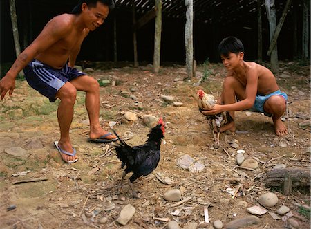 sarawak - Two young Iban men training fighting cocks beneath their longhouse on the Katibas River in Sarawak, Malaysia, Southeast Asia, Asia Stock Photo - Rights-Managed, Code: 841-02832460