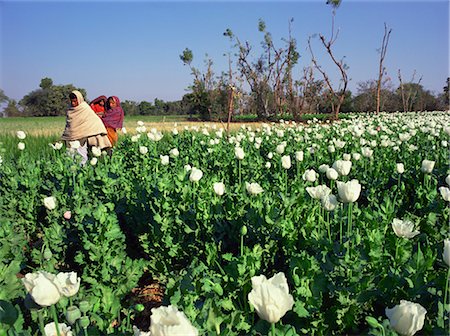 Field of opium poppies, grown under licence, near Chittorgarh, Rajasthan, India, Asia Stock Photo - Rights-Managed, Code: 841-02832512
