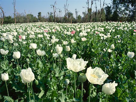 Field of opium poppies, grown under licence, near Chittorgarh, Rajasthan, India, Asia Stock Photo - Rights-Managed, Code: 841-02832513