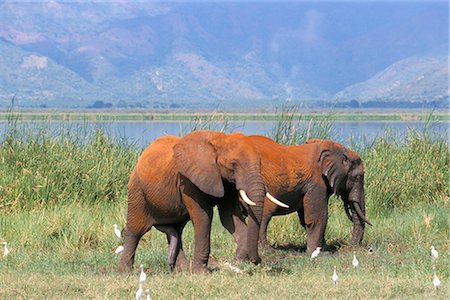 simsearch:841-02703167,k - Elefanten, Lake Jipe, Tsavo West, Kenia, Ostafrika, Afrika Stockbilder - Lizenzpflichtiges, Bildnummer: 841-02832695