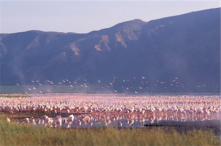 simsearch:841-02918824,k - Flamants roses, le lac Bogoria, Kenya, Afrique de l'est, Afrique Photographie de stock - Rights-Managed, Code: 841-02832693