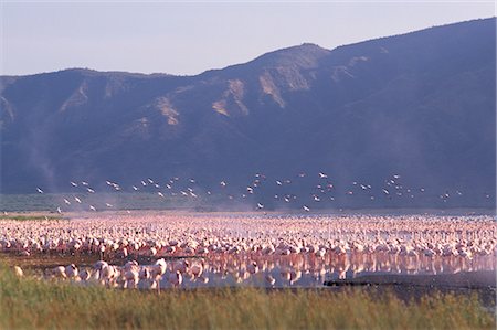 flamingo - Flamants roses, le lac Bogoria, Kenya, Afrique de l'est, Afrique Photographie de stock - Rights-Managed, Code: 841-02832693