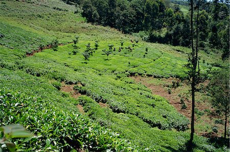 The high tea country of Kikuyu land, near Kangema, Kenya, East Africa, Africa Fotografie stock - Rights-Managed, Codice: 841-02832713